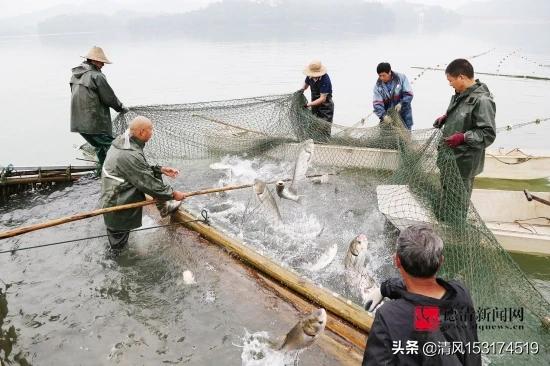 最新捕鱼技术揭秘，乘风破浪的学习之旅开启