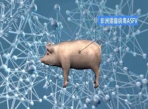 非洲猪瘟疫情最新动态，科技筑防线，智能守护健康